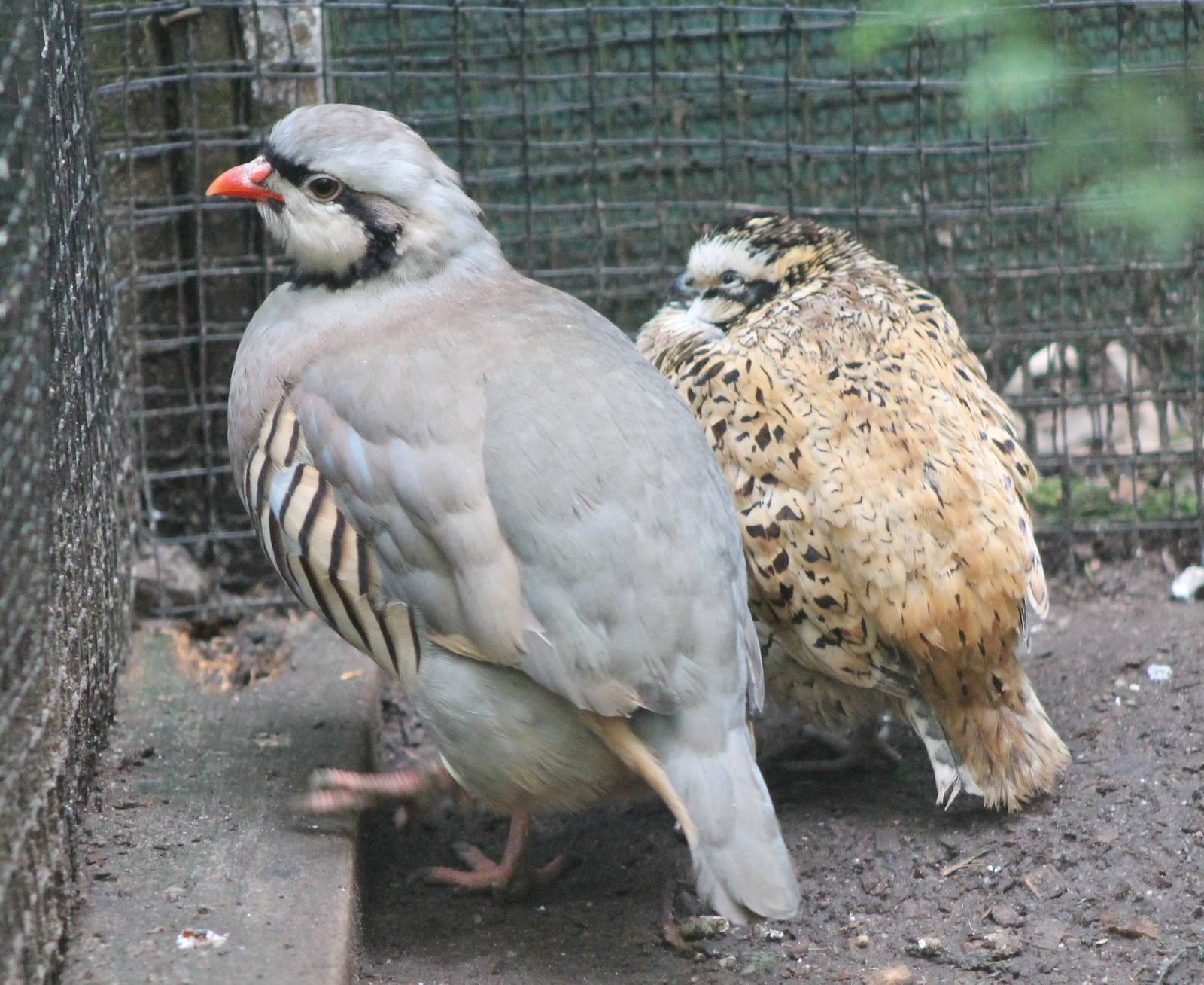 Chukar partridge and Bobwhite
