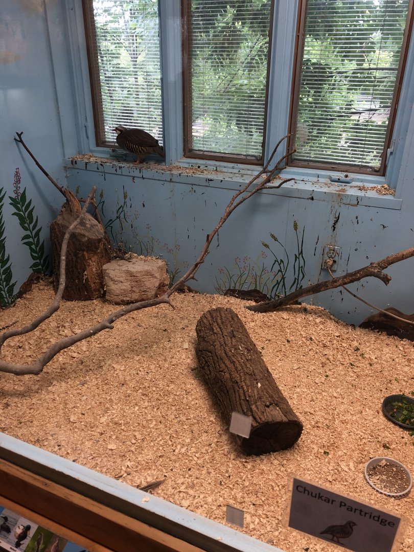 Chukar Partridge exhibit - Educational Center