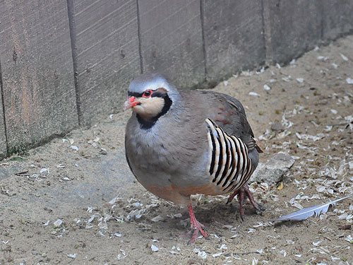 Chukar Partridge in Kishinev Zoo
