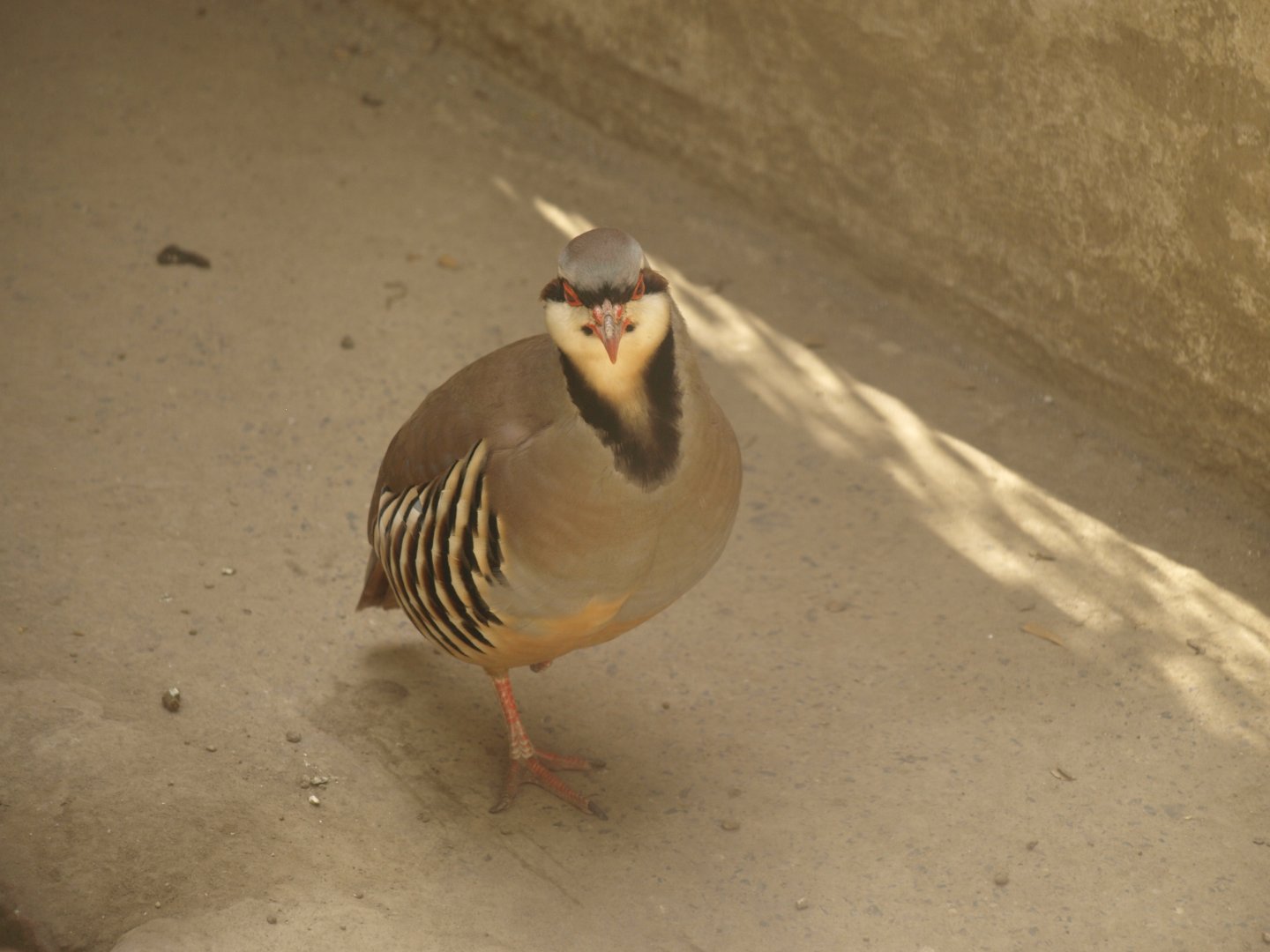 Chukar partridge - Lahore zoo 8/4/2017