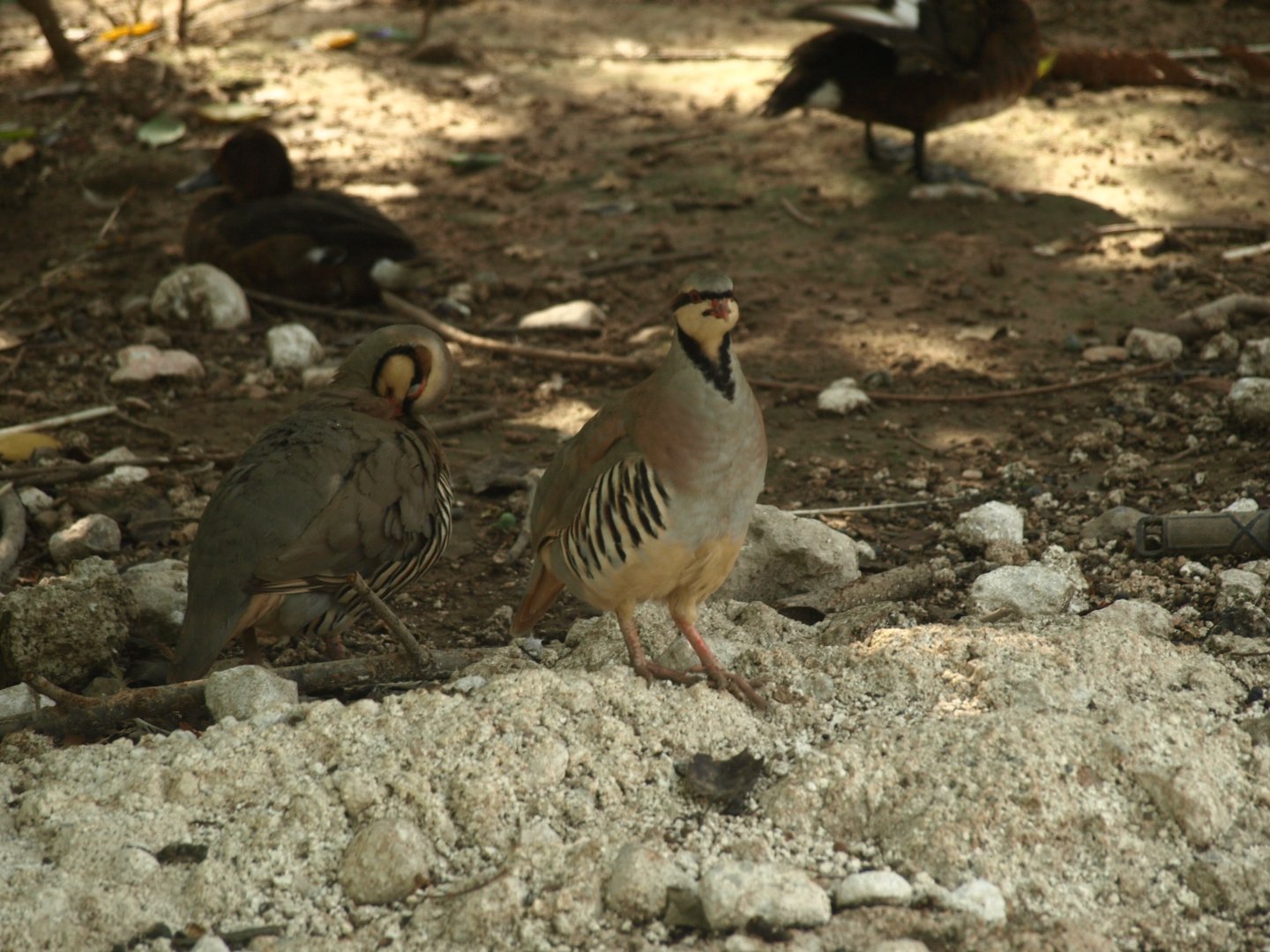 Chukar partridge - Lake View Point Bird park 12/7/2018