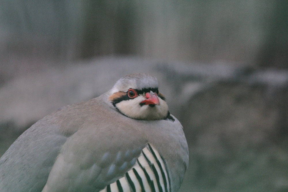 Chukar Partridge (Mashhad zoo)