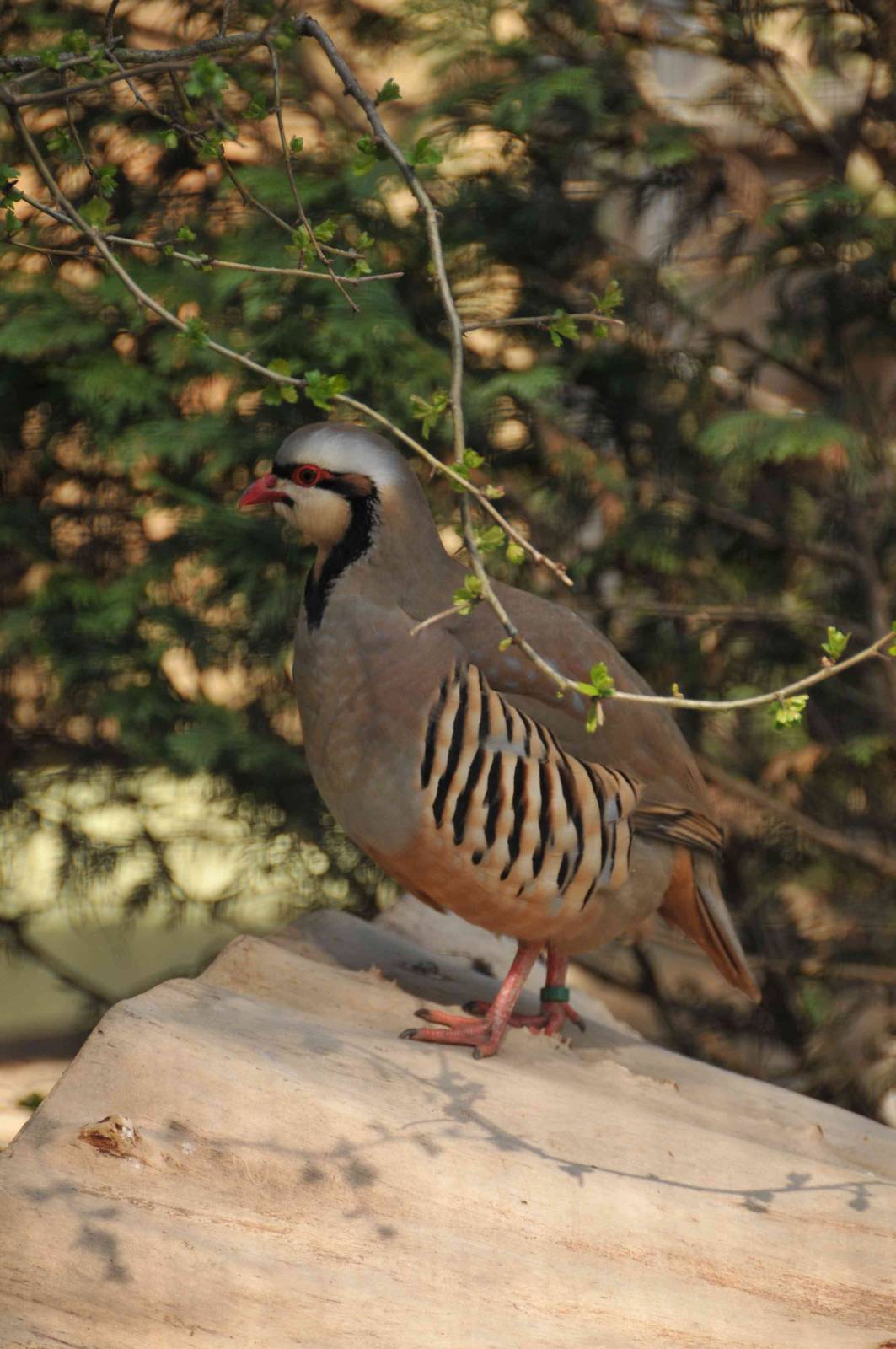 Chukar Partridge