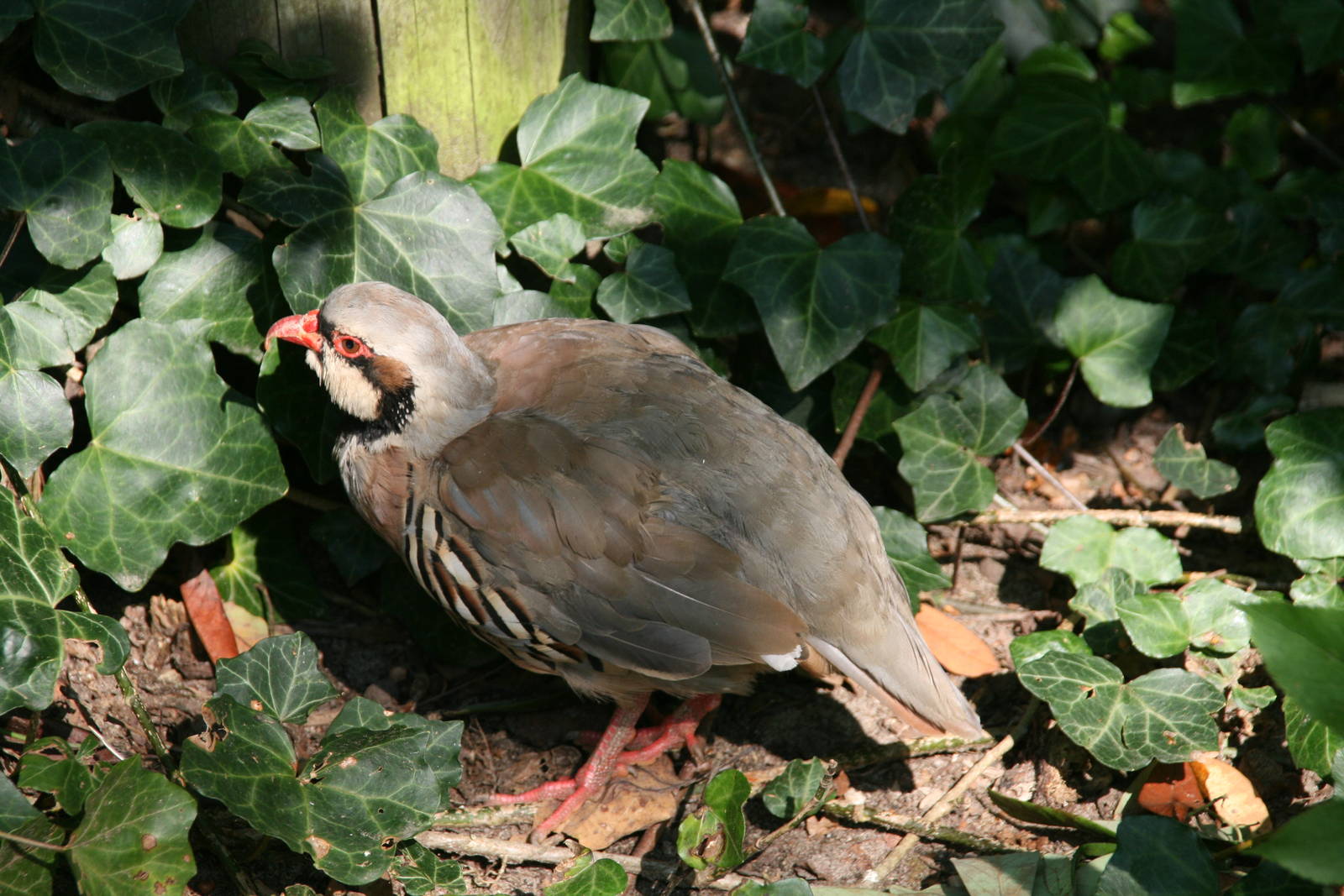 Chukar partridge