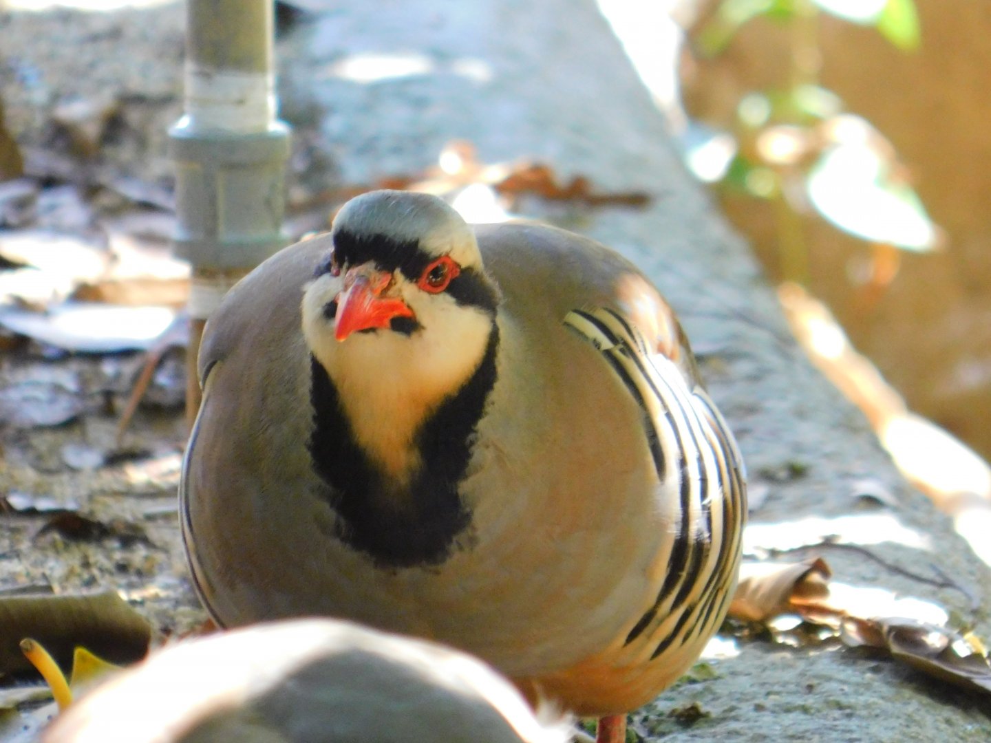 Chukar partridge
