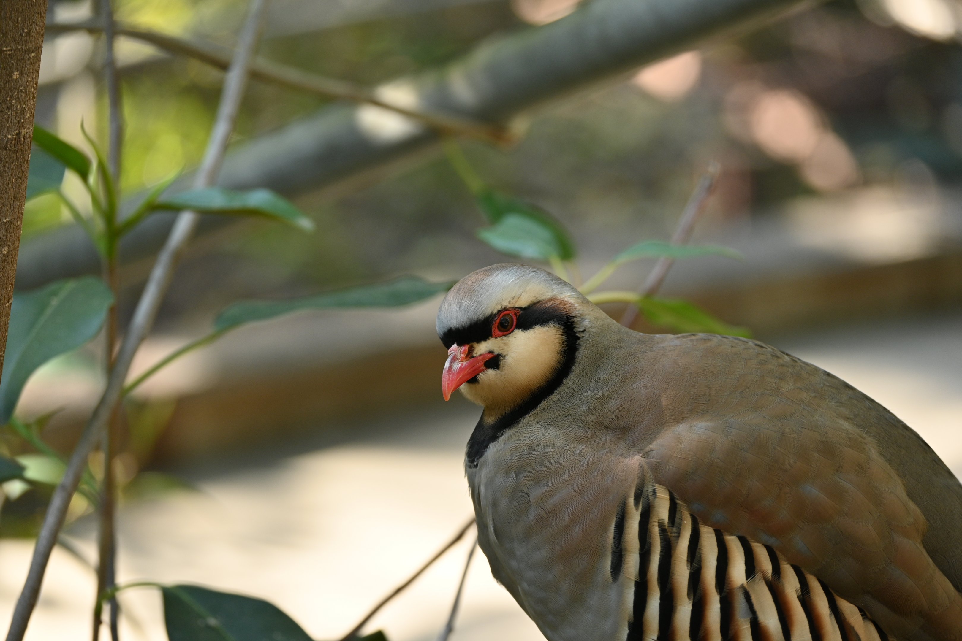 Chukar Partridge