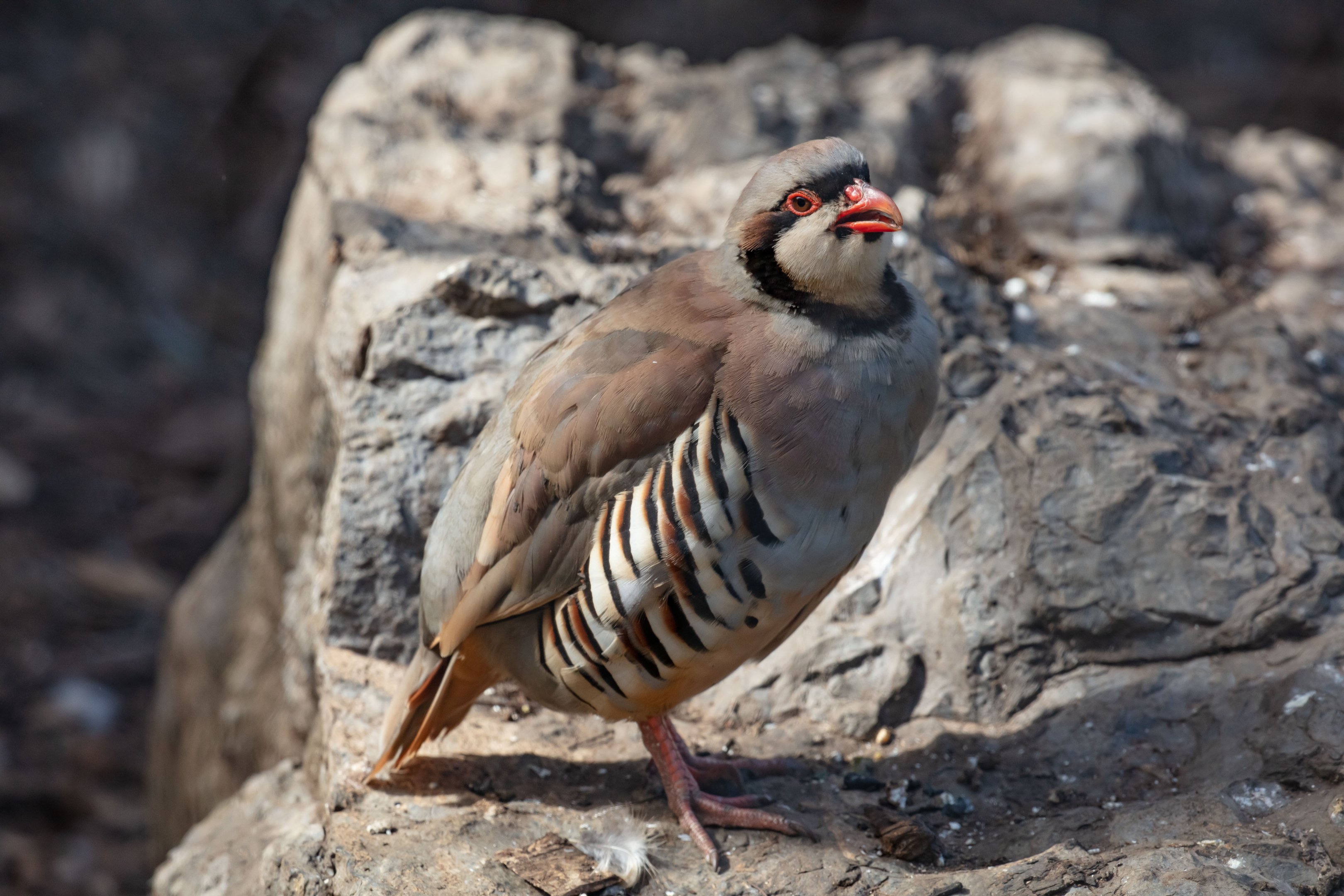 Chukar Partridge