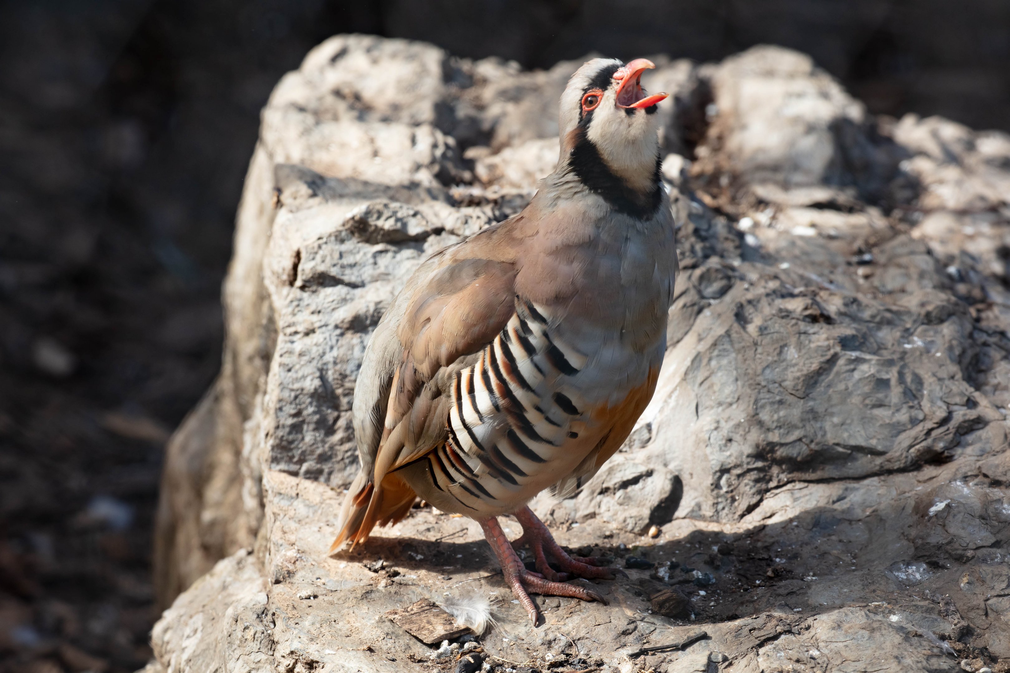 Chukar Partridge