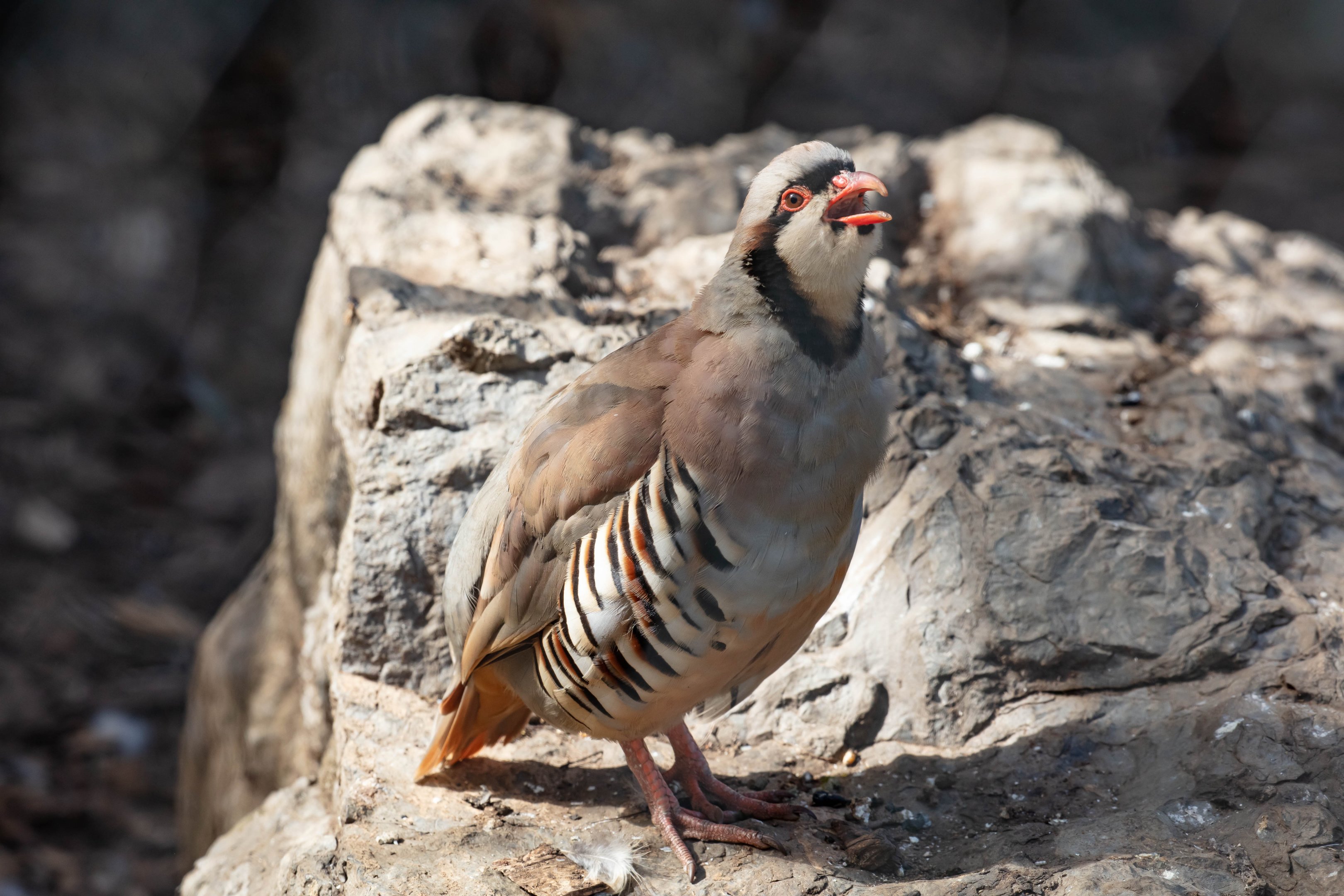 Chukar Partridge