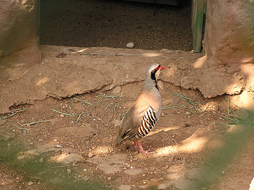 Chukar Patridge in Antalya Zoo