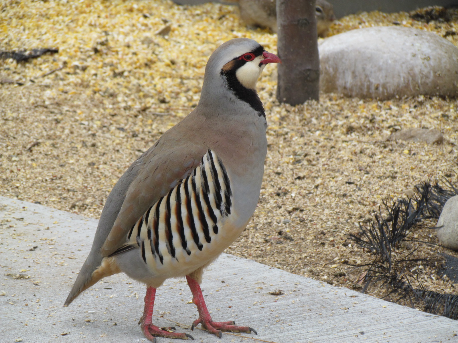 Chukar (wild)