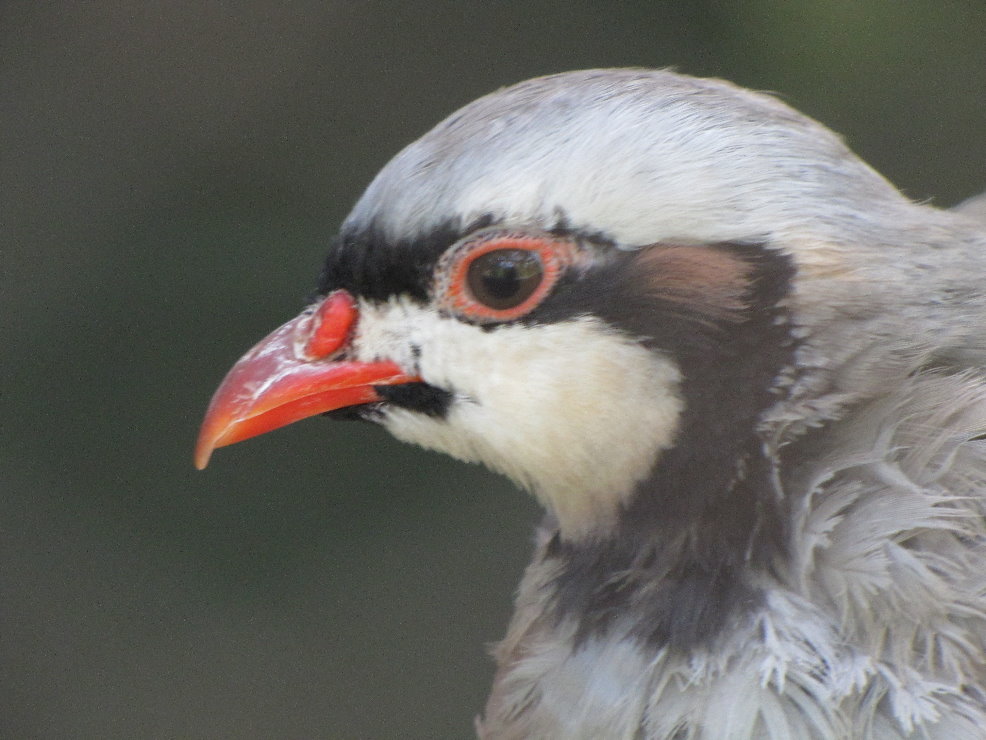 chukar