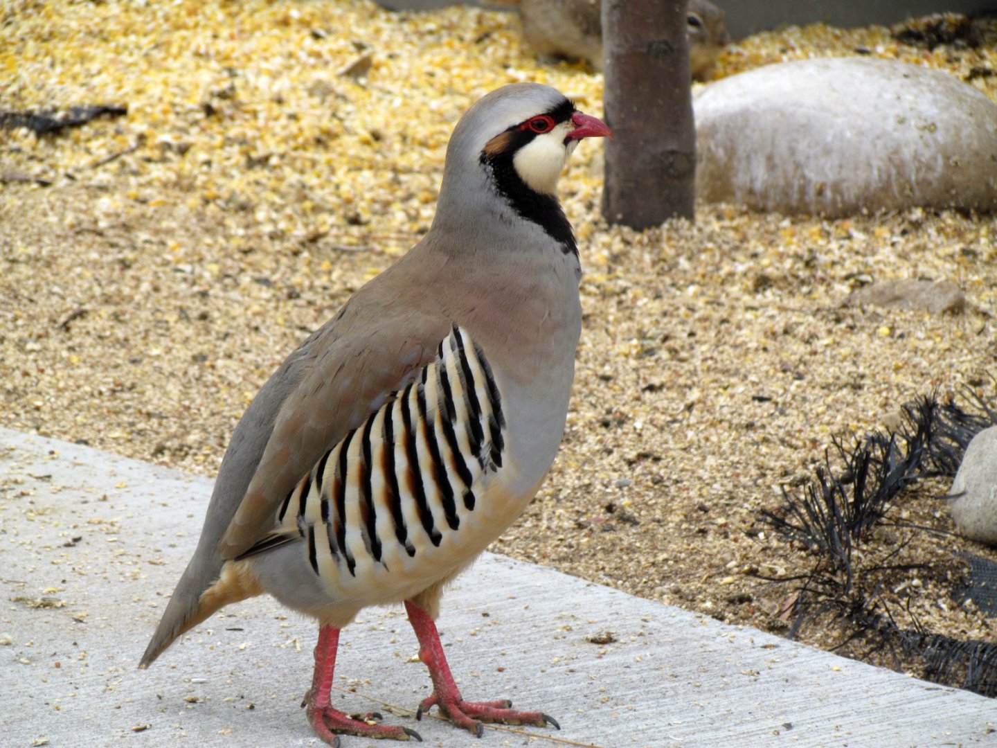 Chukar