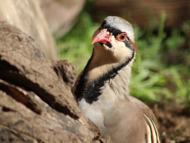 Chukar