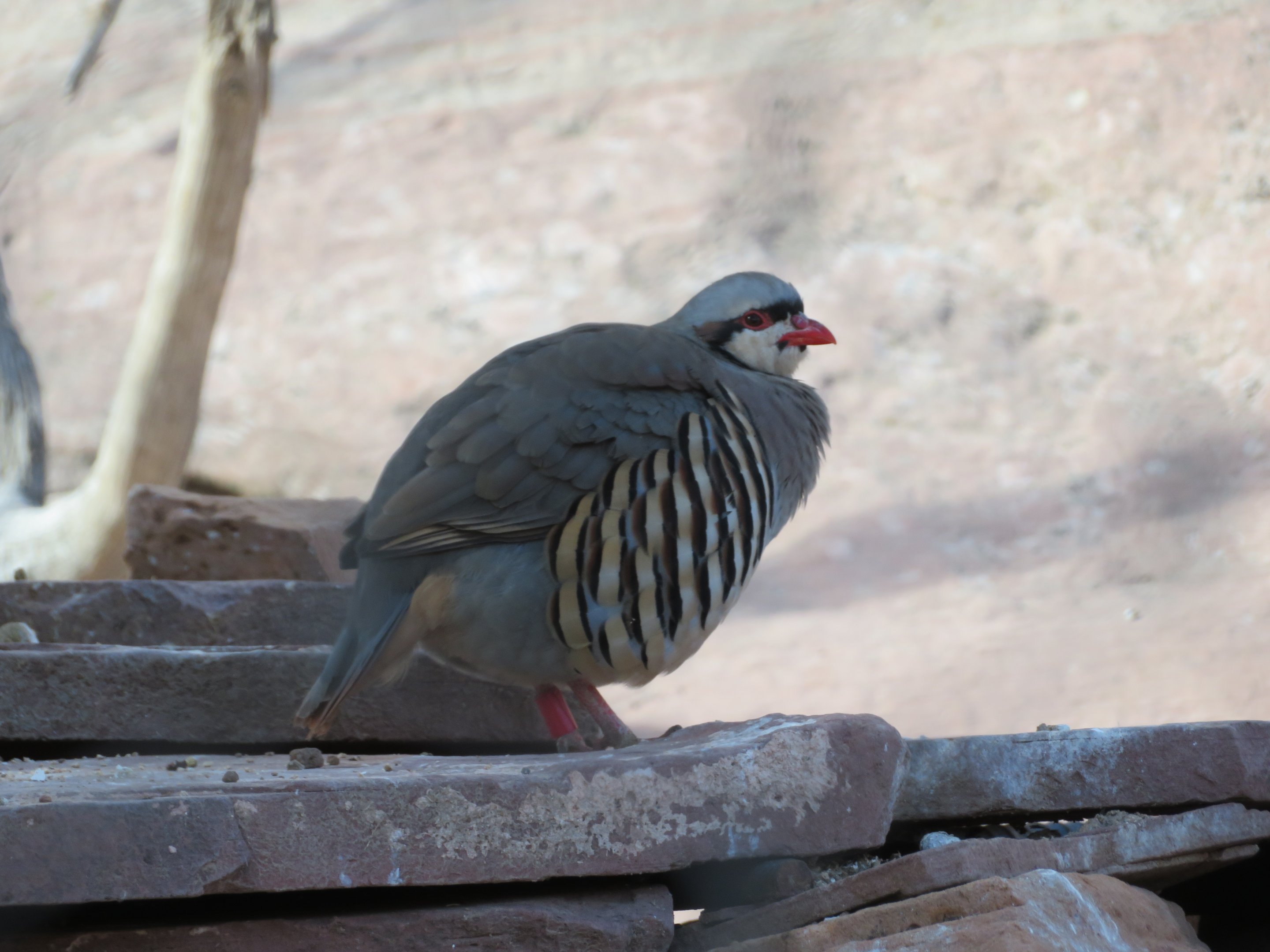 Chukar