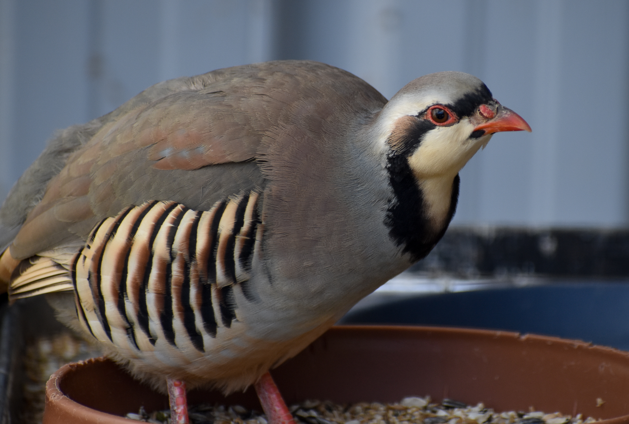 Chukar