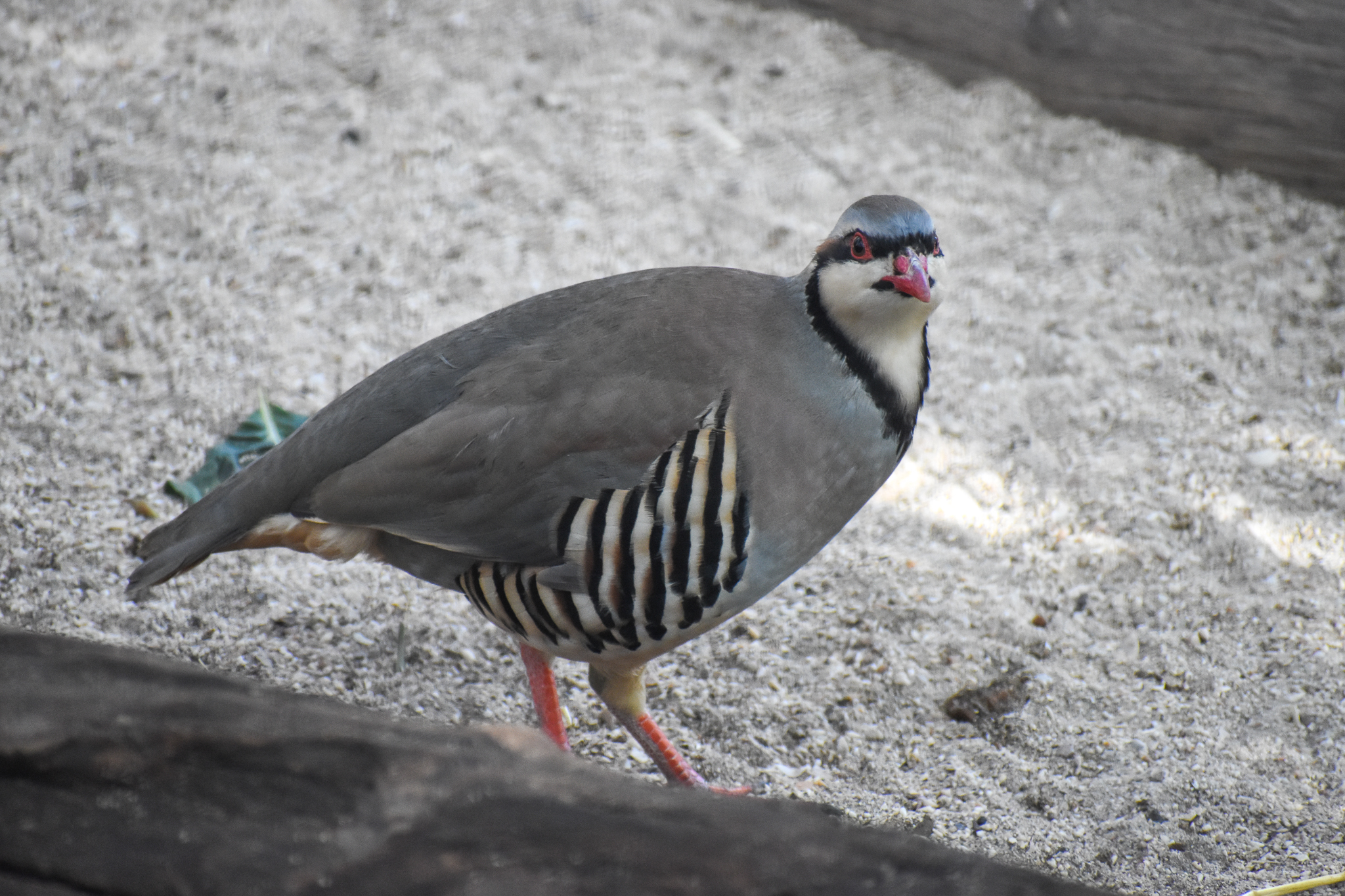 Chukar