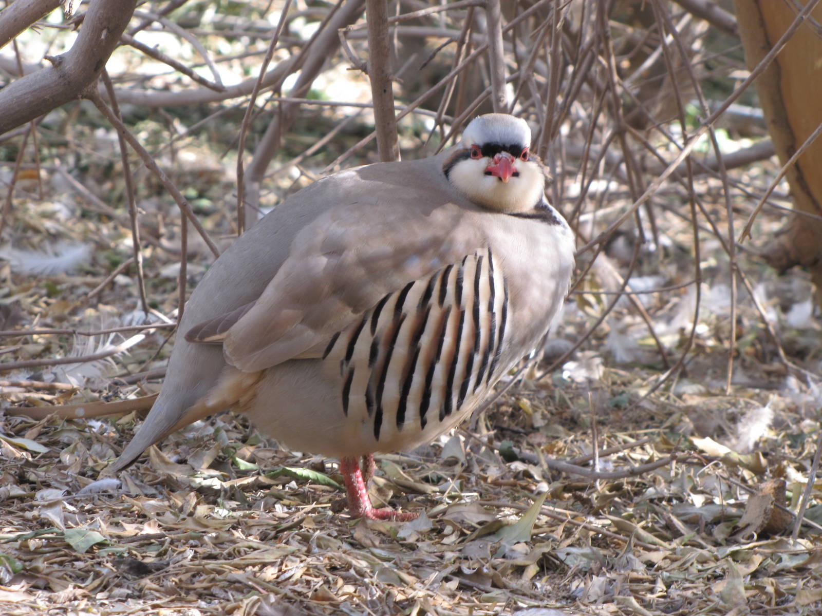 chukar
