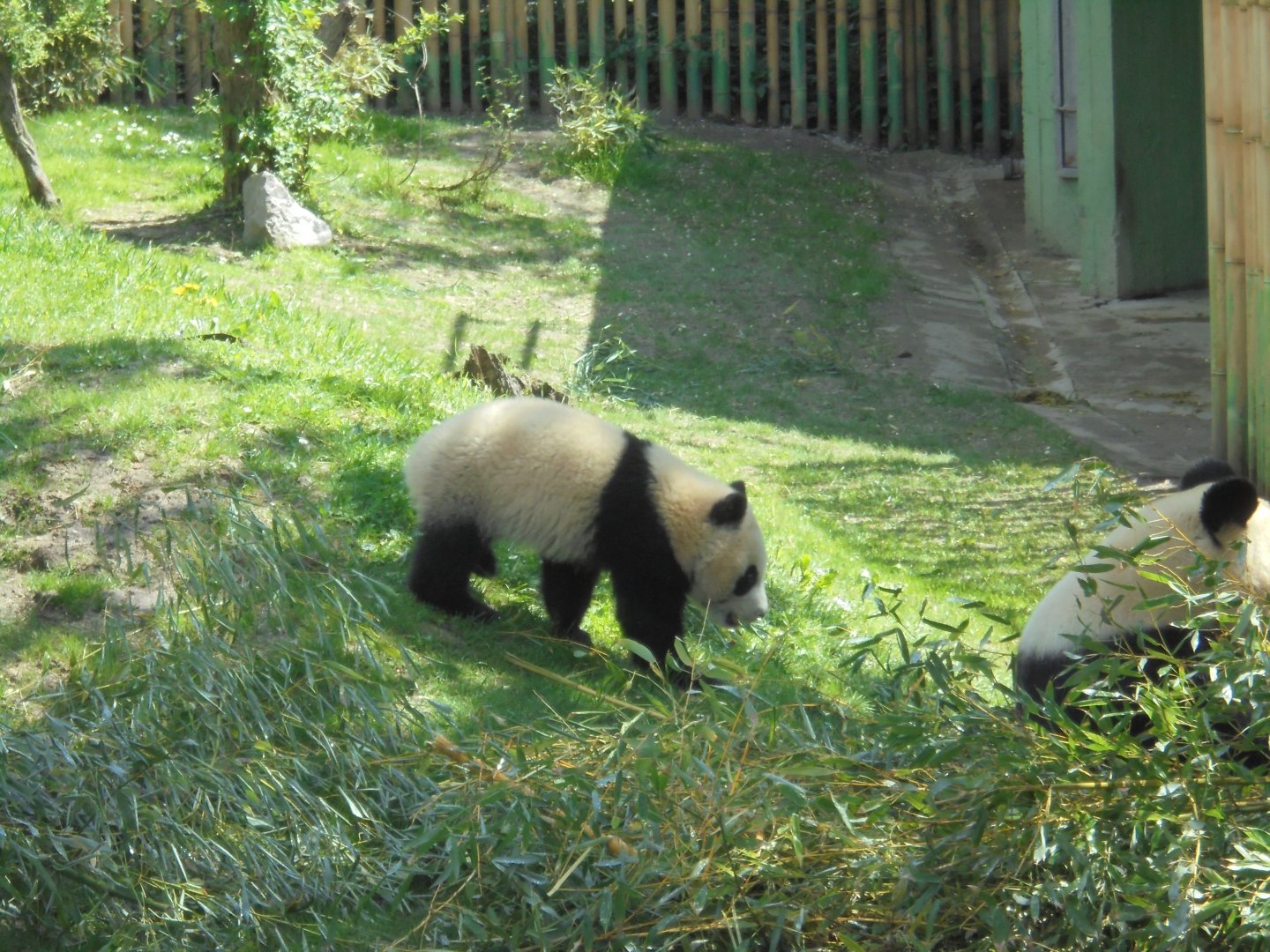 Chulina - Baby Giant Panda At Madrid
