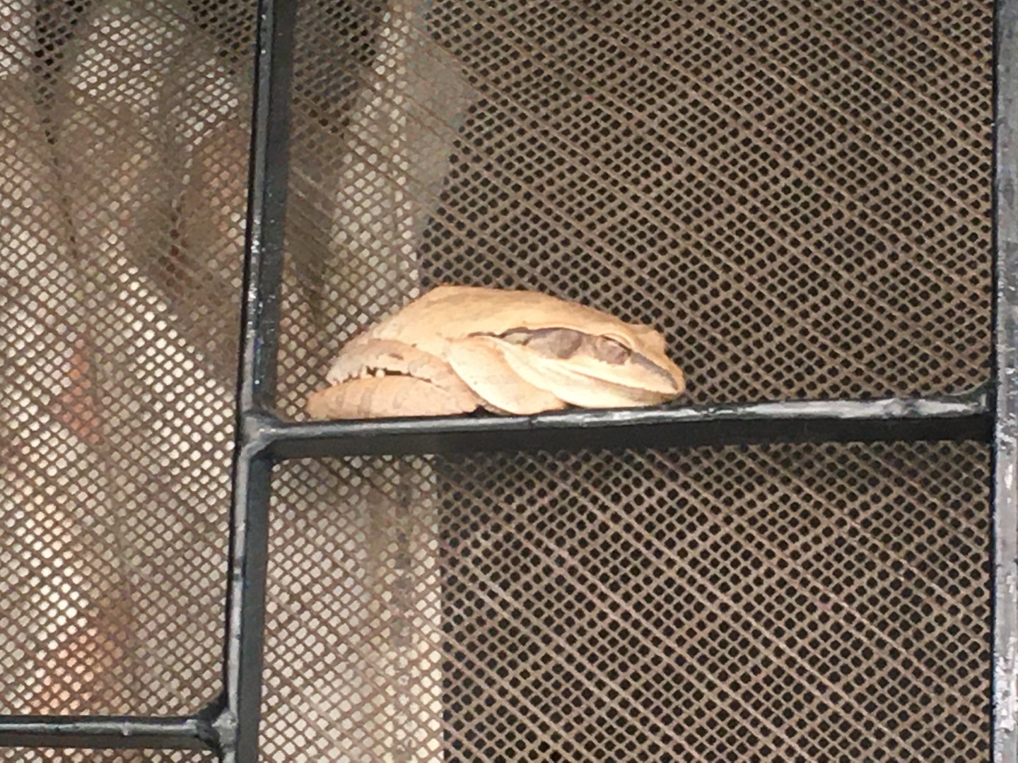 Chunam Tree Frog