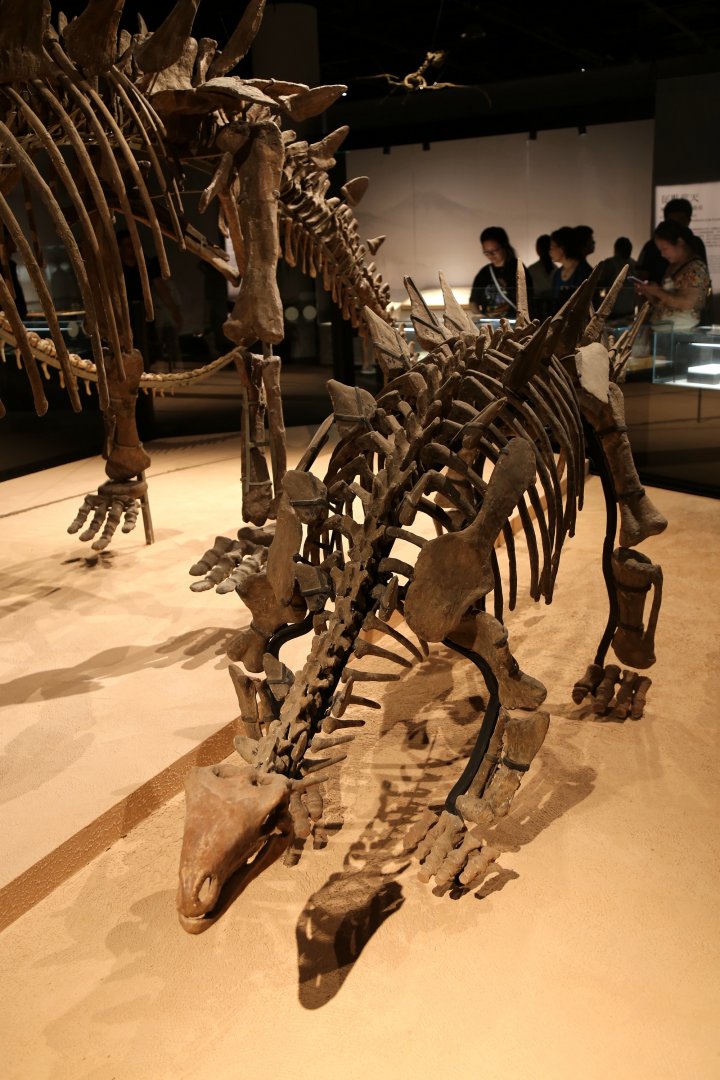 Chungkingosaurus jiangbeiensis, Holotype (CV 00206)