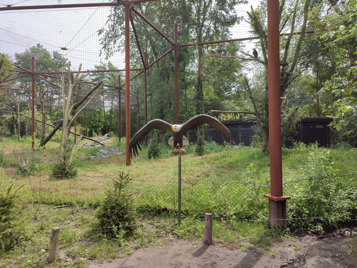 Churchill - bald eagle and raven aviary