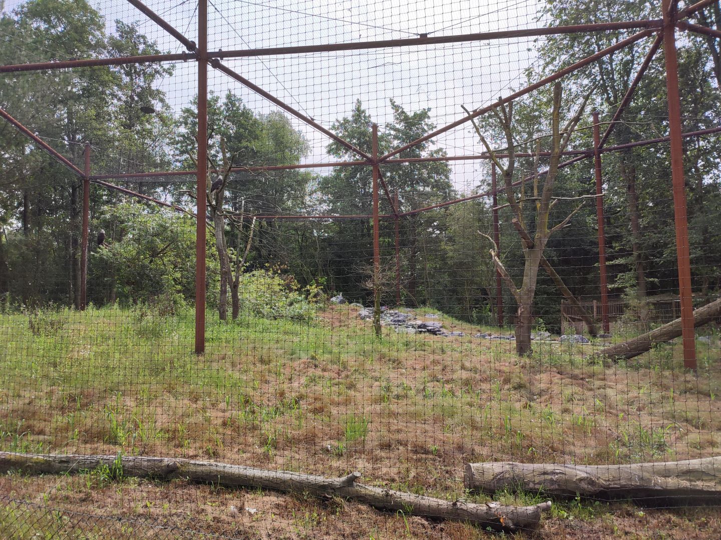 Churchill - bald eagle and raven aviary