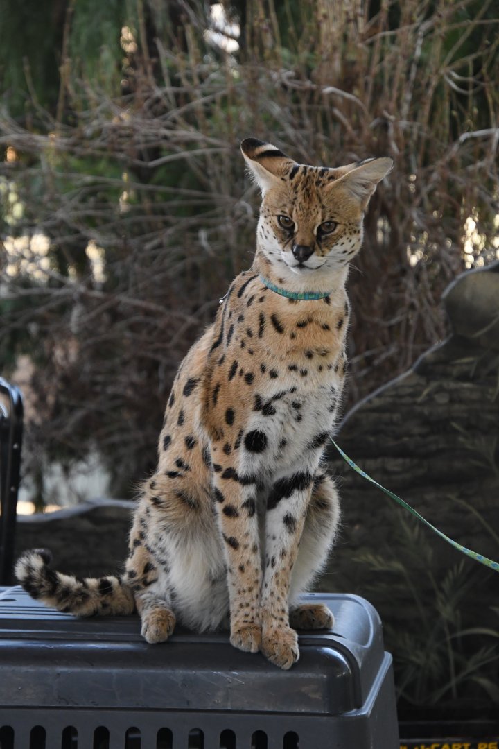 Churchill, Serval