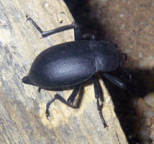 Churchyard Beetle (Blaps mortisaga)