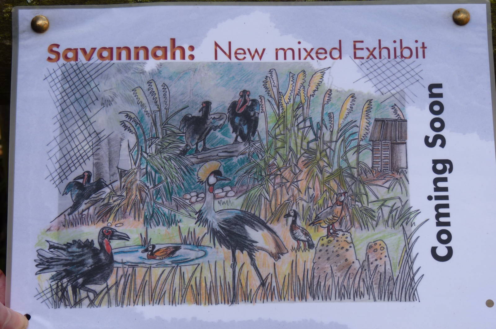 Chusan Paddock Redevelopment, 6 February 2013