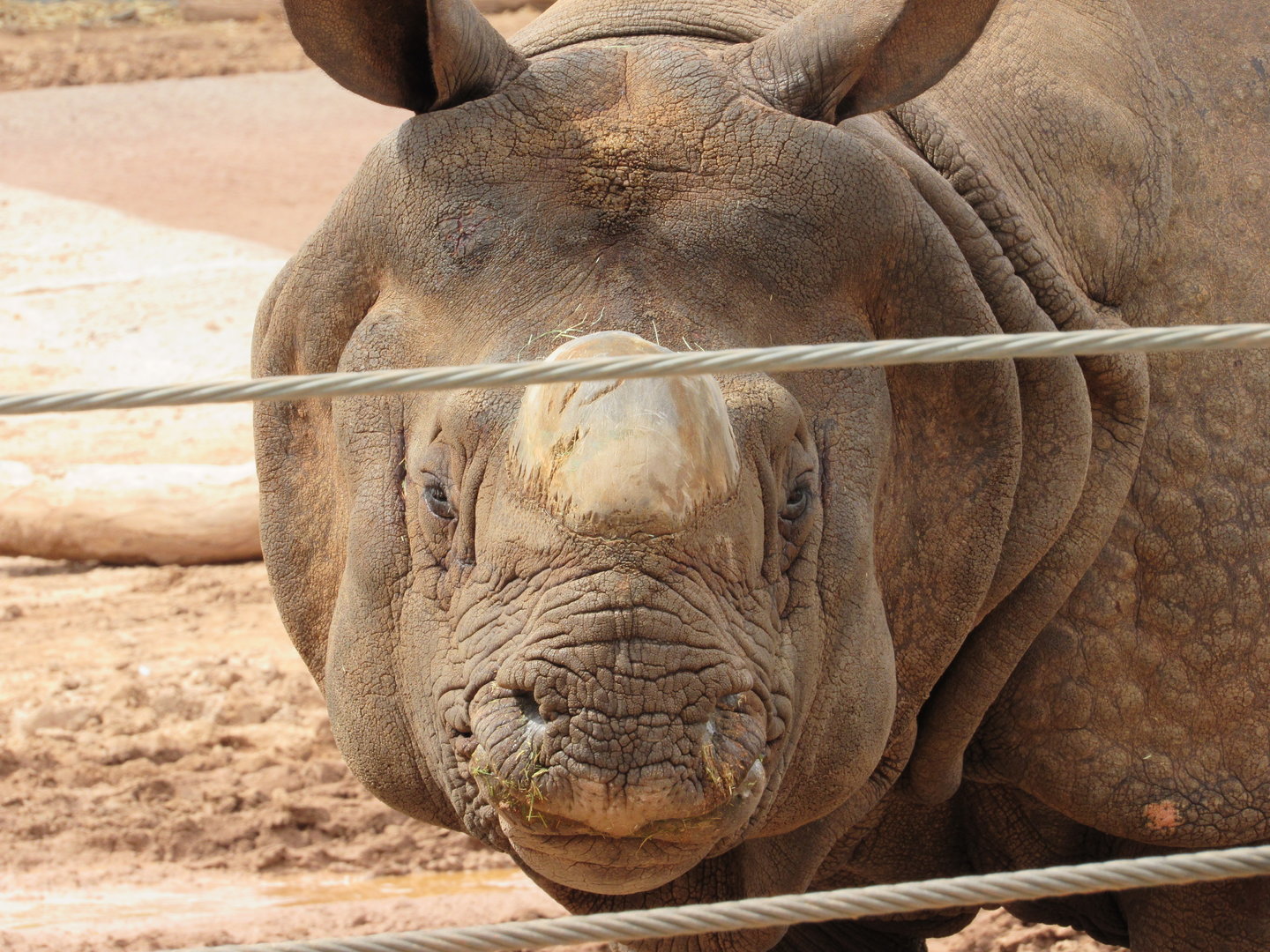 Chutti the Indian Rhinoceros - 3/7/23