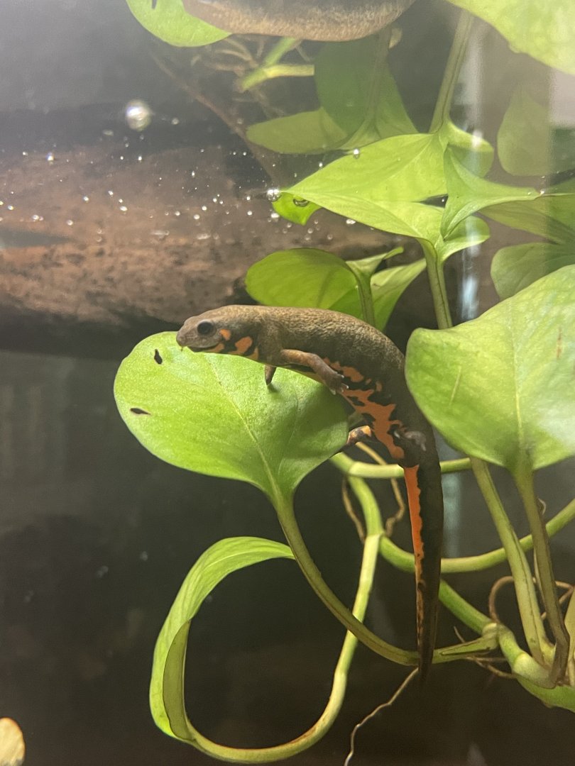 Chuxiong Blue-tailed Fire-bellied Newt