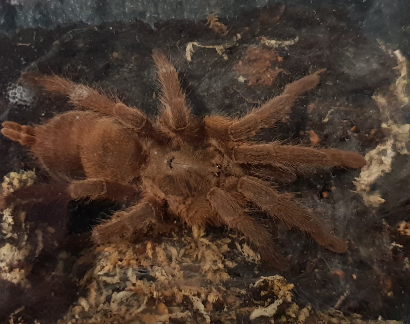 Chylobnechys huahini