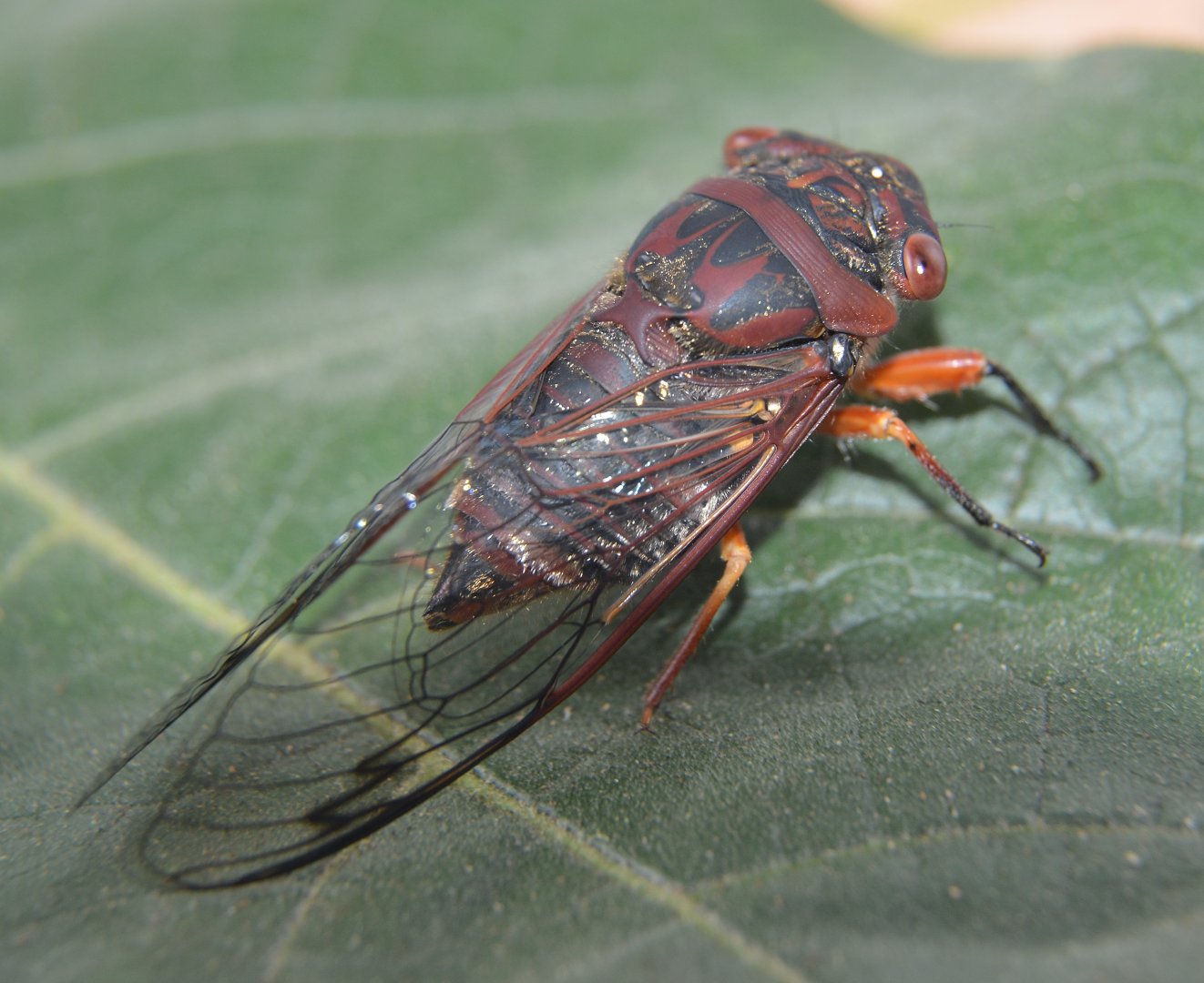 Cicada