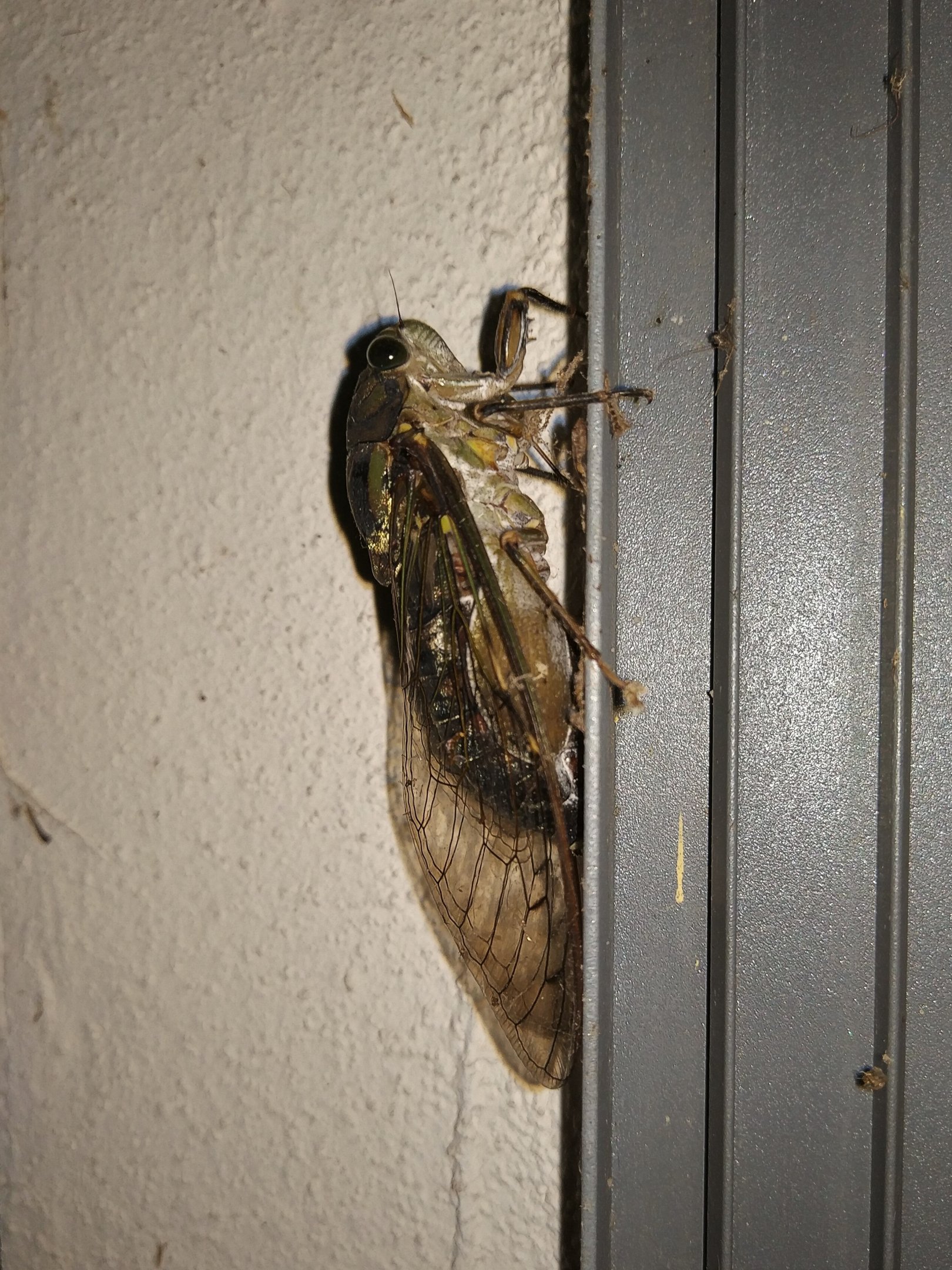 Cicada