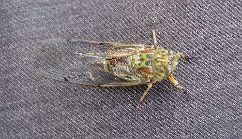 Cicada