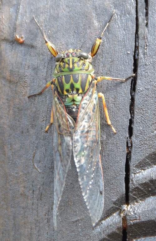 Cicada