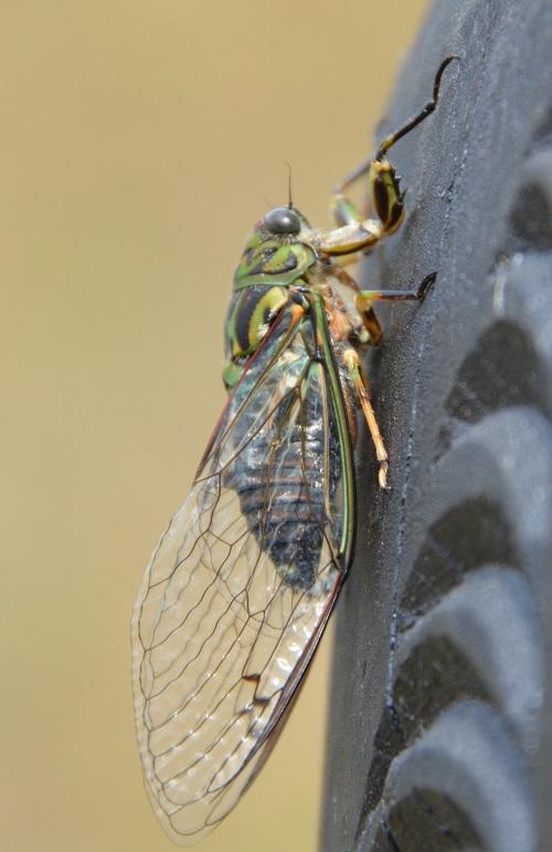 Cicada