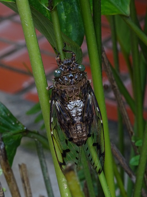 Cicada
