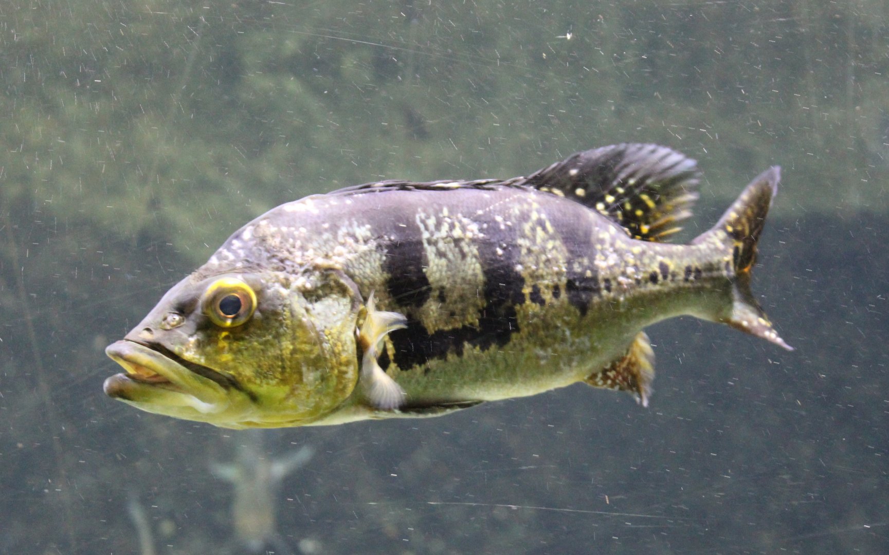 Cichla kelberi - adult