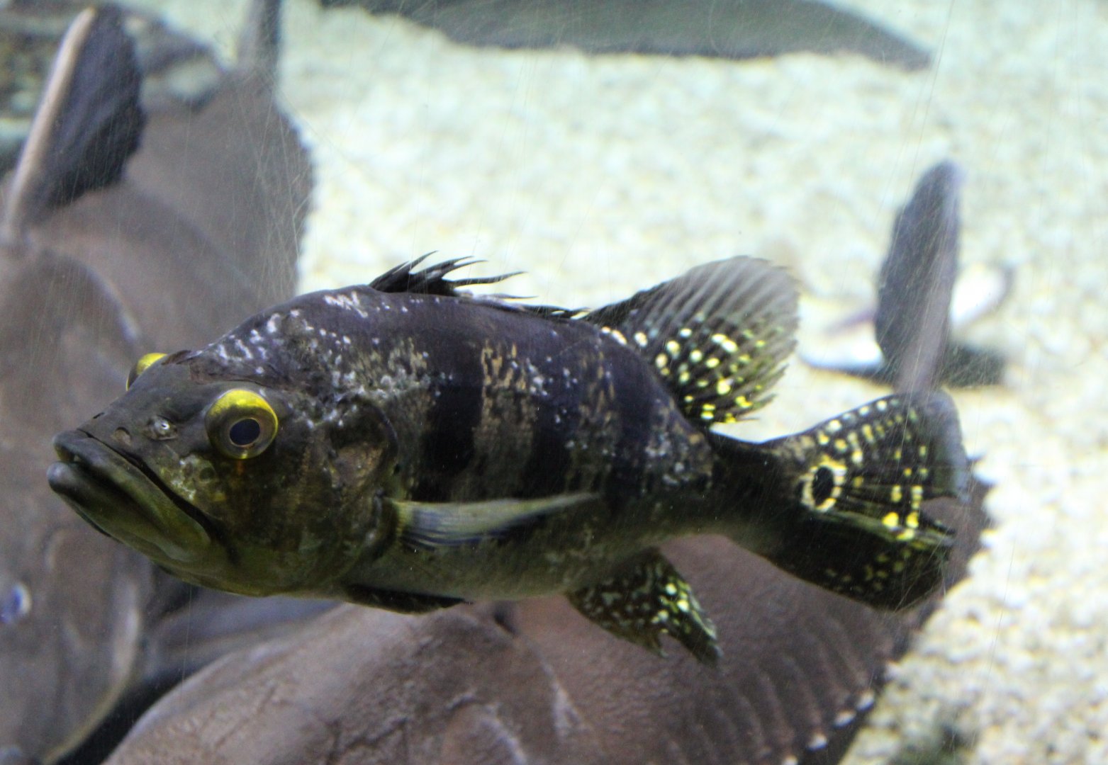 Cichla kelberi - juvenile