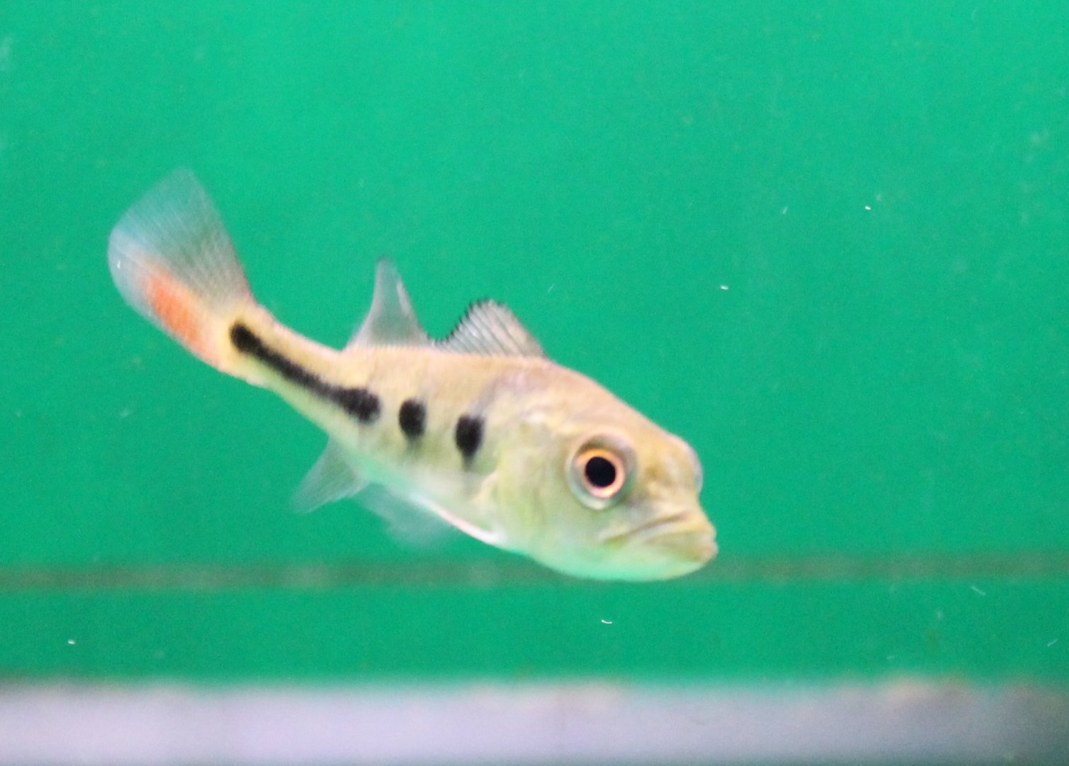 Cichla ocellaris