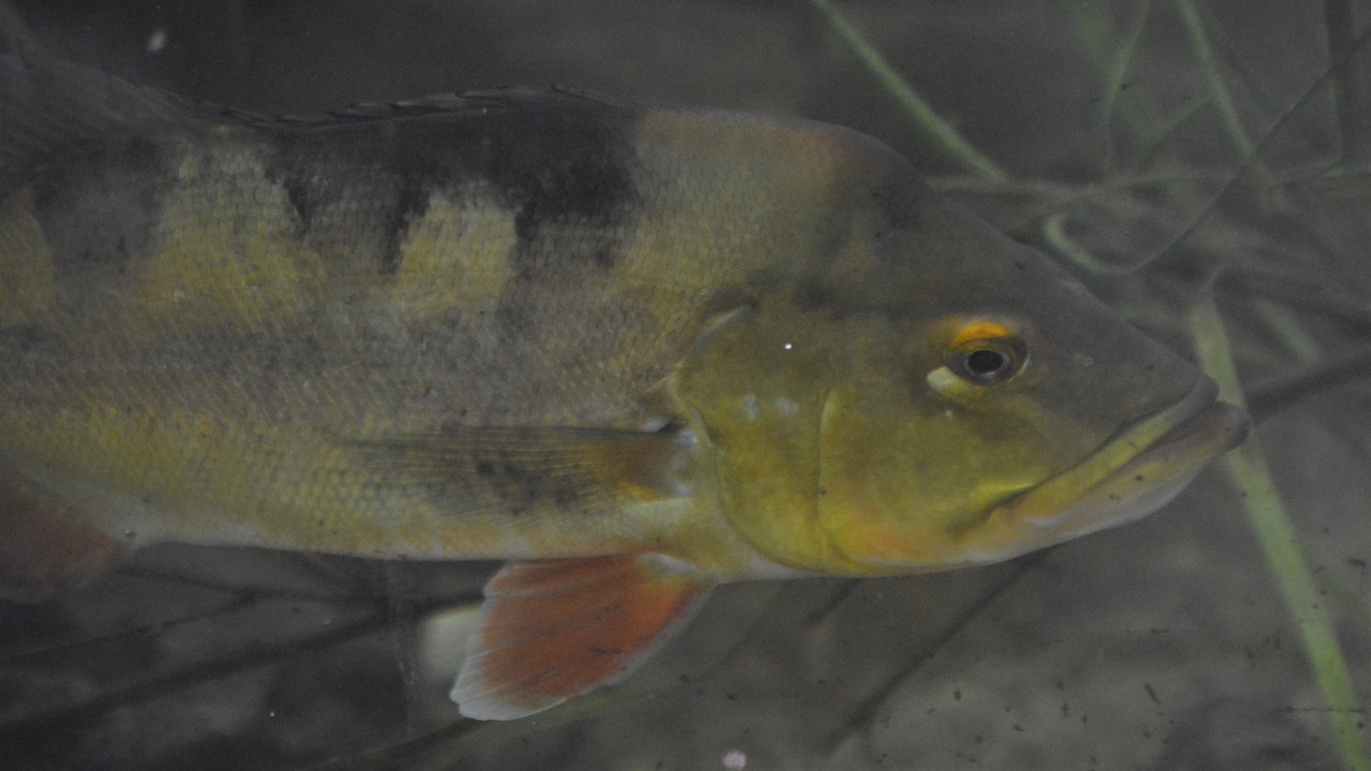 Cichla ocellaris