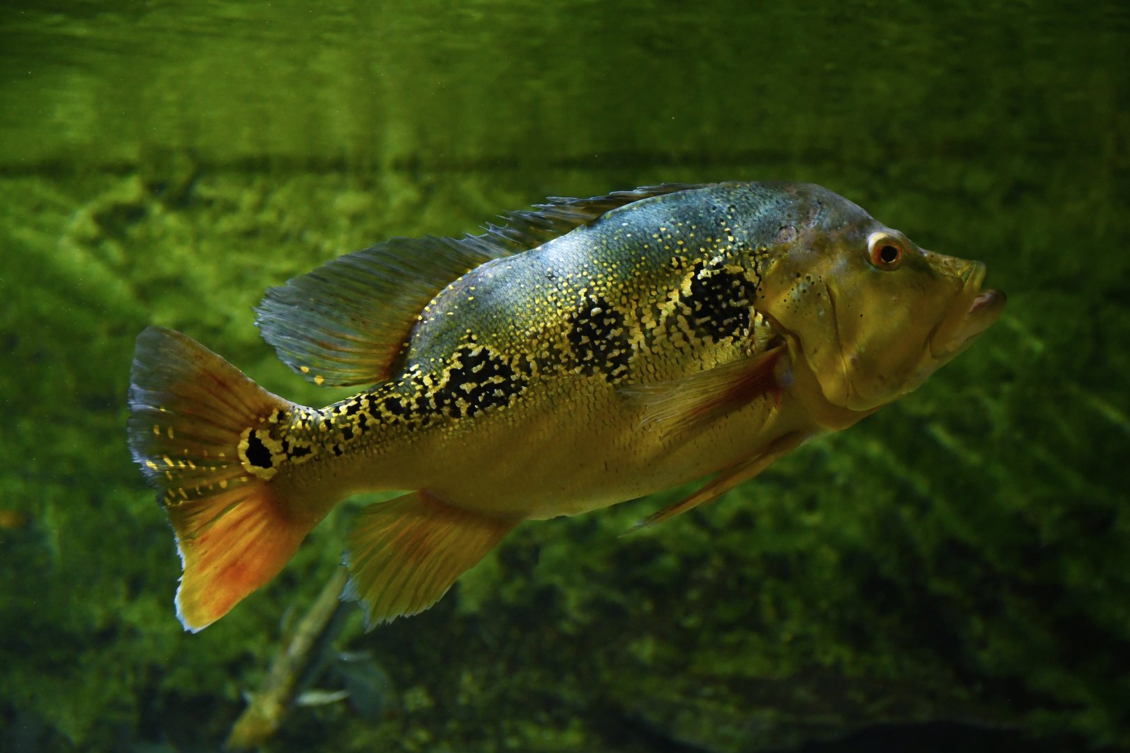 Cichla ocellaris
