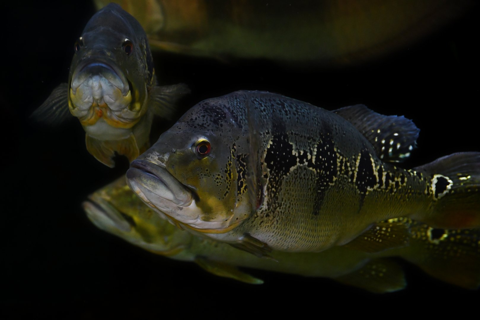Cichla orinocensis