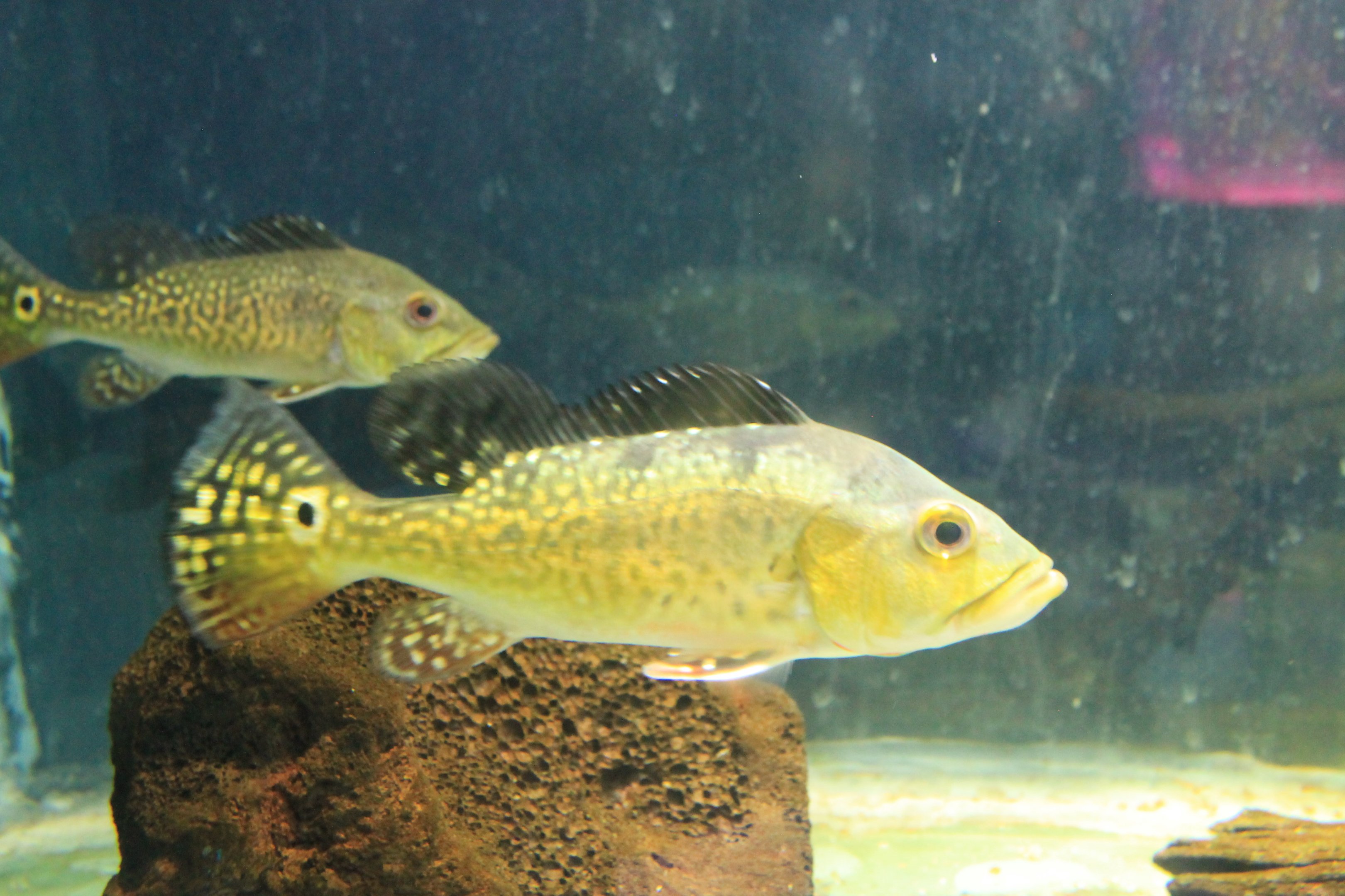 Cichla sp. at Fantasy Aquarium, Xi'an