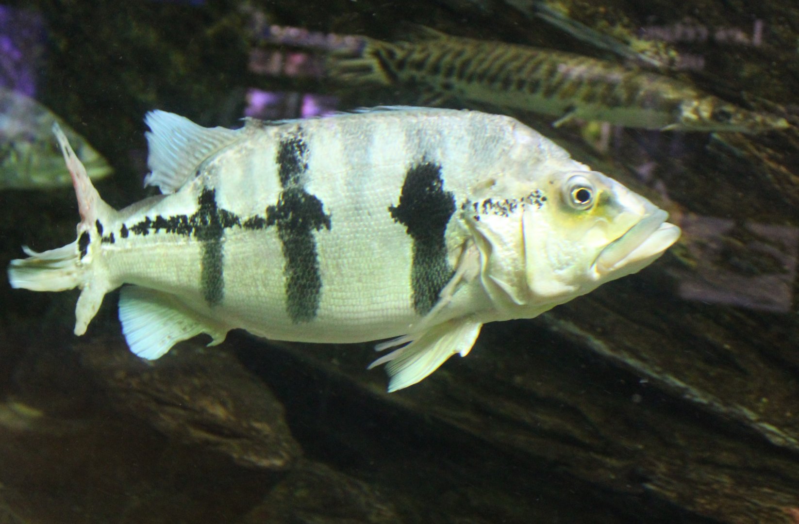 Cichla species