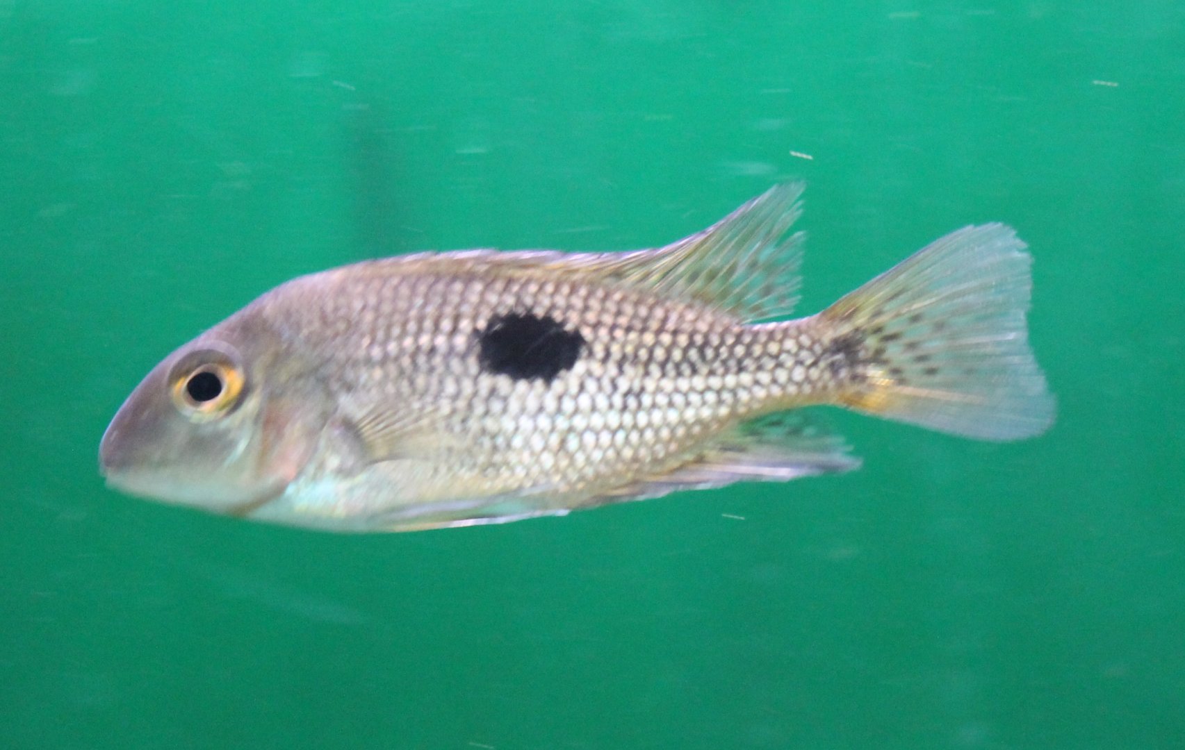 Cichlasoma nicaraguense