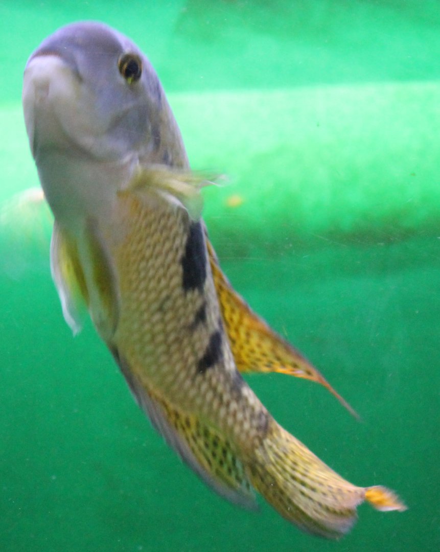 Cichlasoma nicaraguense