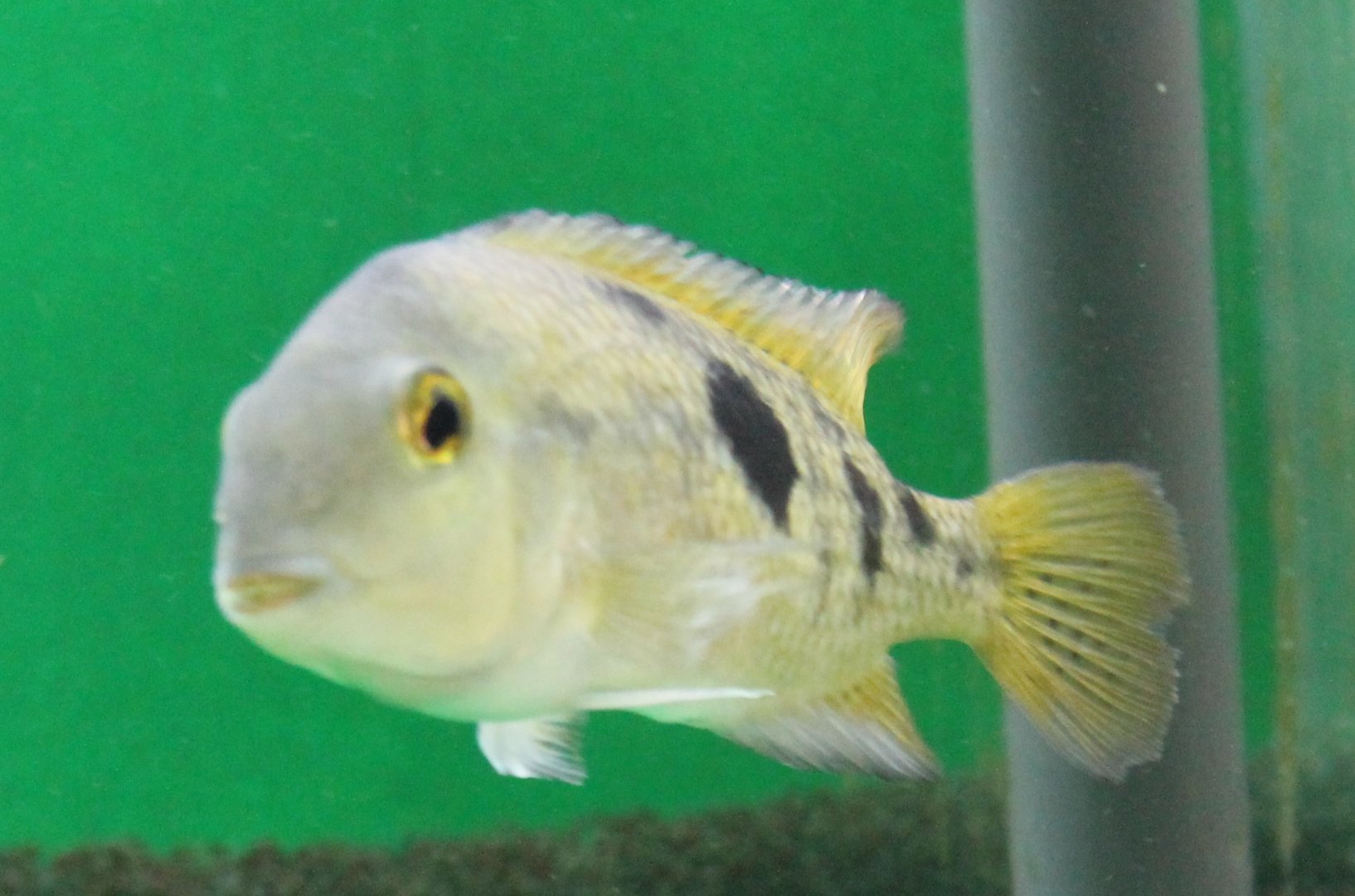 Cichlasoma nicaraguense